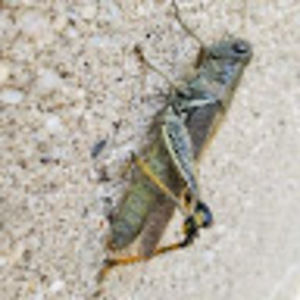 Meet your Posher, Pedro